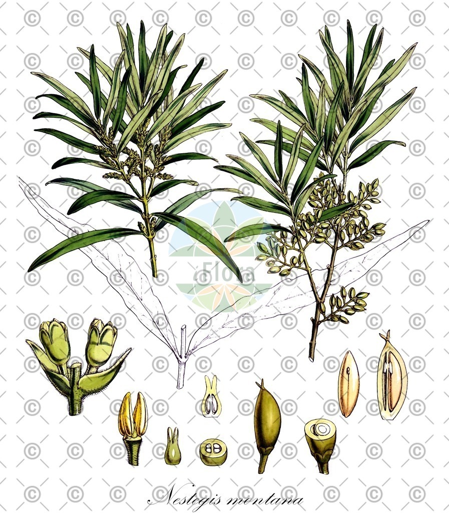 HistAbb_63F24_1_ENZY_Simple | Historische Abbildung von Nestegis montana - Oleaceae | Historical Illustration of Nestegis montana - Oleaceae