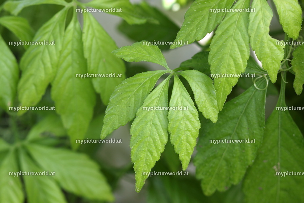 Jiaogulan-001 | Das Bilderarchiv über Tiere, Planzen und Landschaften. In der Bilddatenbank finden Sie ein große Auswahl an hochwertigen Bilder für Ihre Werbung - Realisiert mit Pictrs.com