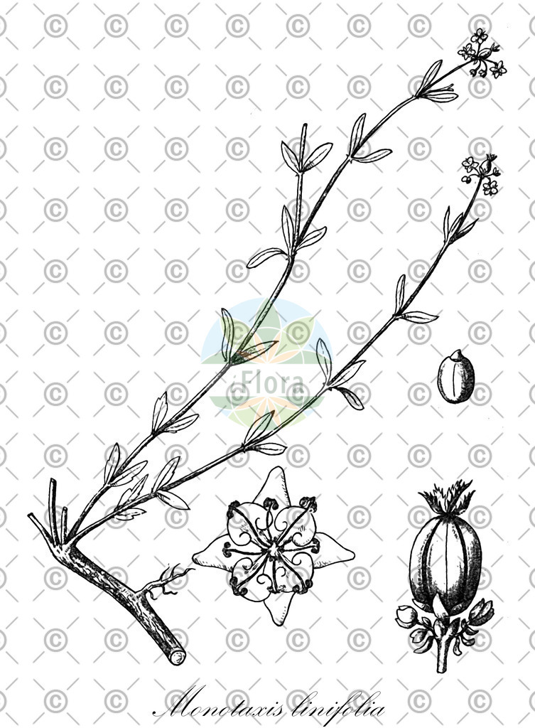 HistAbb_wfo-0000473119_1_ENZY_Simple | Historische Abbildung von Monotaxis linifolia - Euphorbiaceae | Historical Illustration of Monotaxis linifolia - Euphorbiaceae