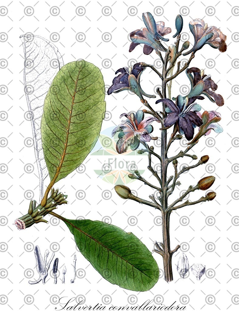 HistAbb_wfo-0001117304_1_ENZY_Simple | Historische Abbildung von Salvertia convallariodora - Vochysiaceae | Historical Illustration of Salvertia convallariodora - Vochysiaceae