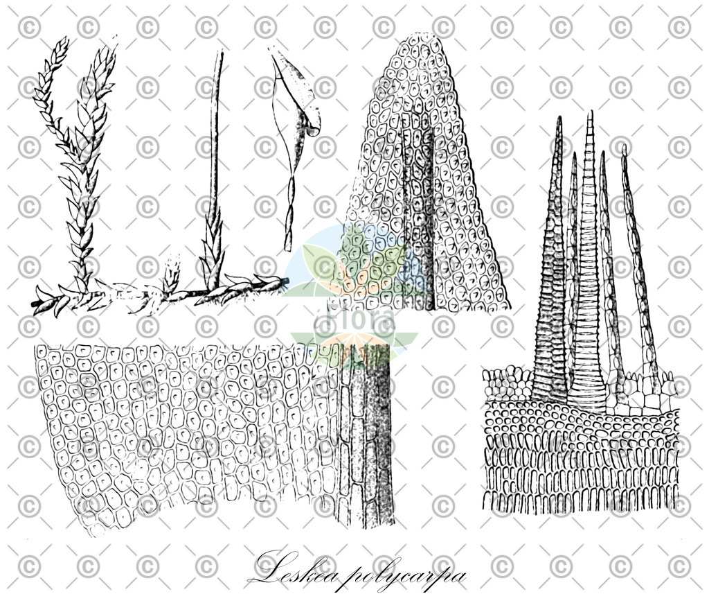 HistAbb_EMP_151983_1_SIMPLE | Historische Abbildung von Leskea polycarpa - Leskeaceae | Historical Illustration of Leskea polycarpa - Leskeaceae