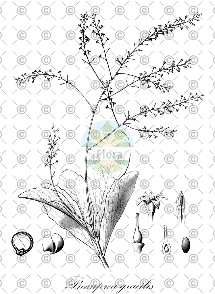 HistAbb_wfo-0000561720_1_ENZY_Simple | Historische Abbildung von Beauprea gracilis - Proteaceae | Historical Illustration of Beauprea gracilis - Proteaceae