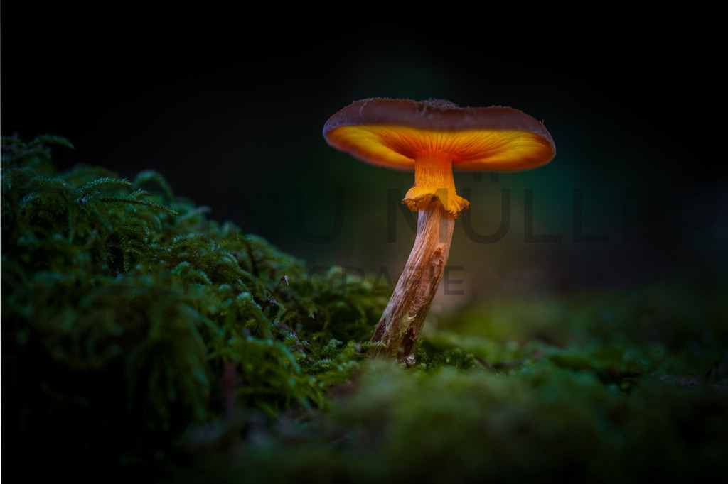 _DSC9077-Bearbeitet | Tinu Müller Fotografie- Bildershop - Realisiert mit Pictrs.com