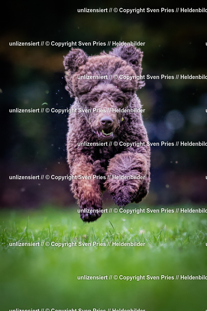 Sven Pries | 2024-10-19 - Hunderennen Ober-Grombach - Realisiert mit Pictrs.com