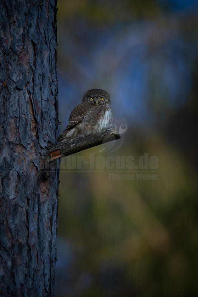 R6NF7134_20260321 | Ein kleiner Sperlingskauz (Glaucidium passerinum) sitzt auf einem kurzen, abgebrochenen Ast, der aus einem dunklen Baumstamm ragt. Der Kauz blickt mit seinen leuchtend gelben Augen direkt in die Kamera. Sein Gefieder ist braun-weiß gesprenkelt. Der Hintergrund ist unscharf und zeigt dunkle Blau- und Grüntöne, was auf eine Dämmerungs- oder Nachtaufnahme im Wald hindeutet. Es ist keine Interaktion zu erkennen. - Realisiert mit Pictrs.com
