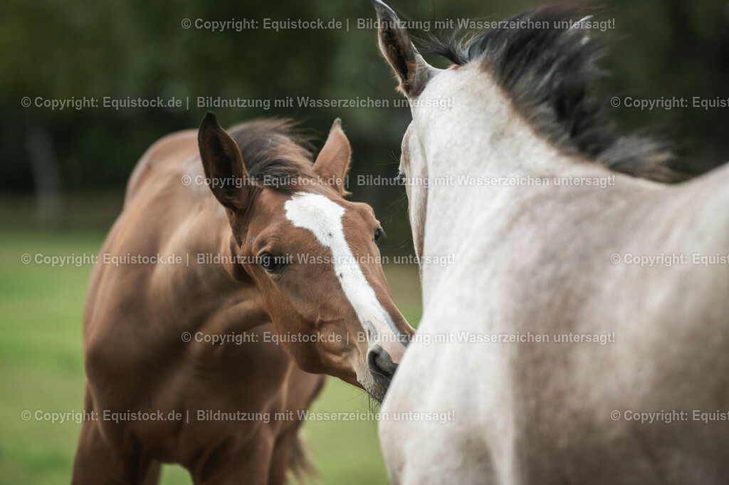 20201005_Fohlen_0078 | equistock
