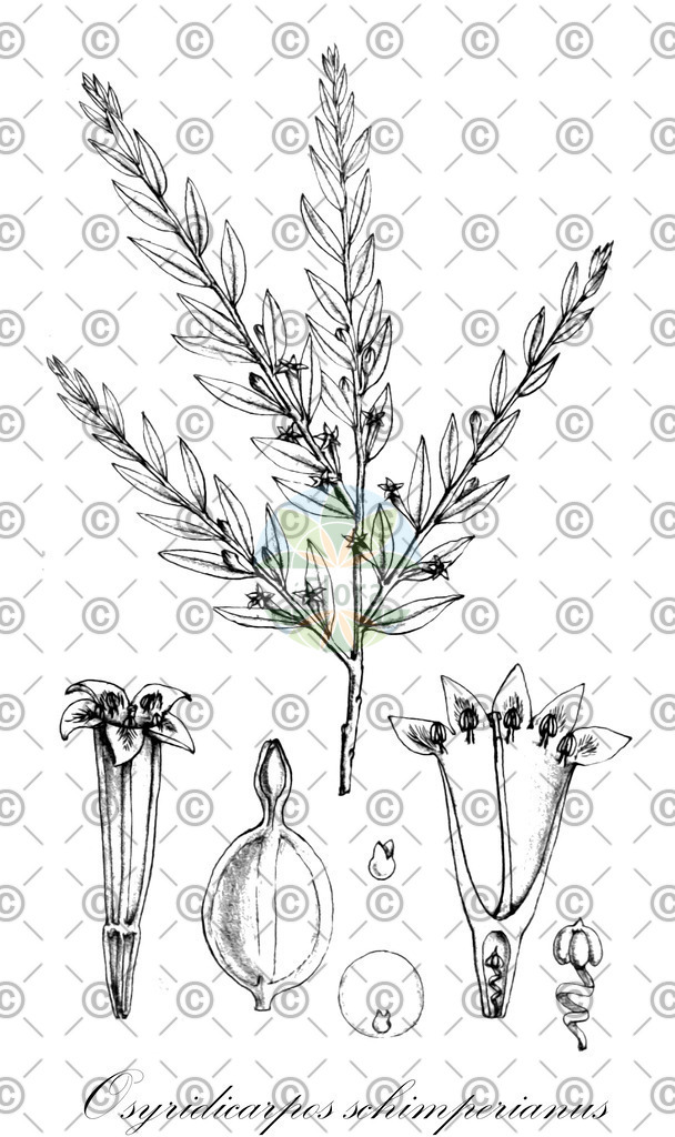 HistAbb_wfo-0000882658_1_ENZY_Simple | Historische Abbildung von Osyridicarpos schimperianus - Santalaceae | Historical Illustration of Osyridicarpos schimperianus - Santalaceae