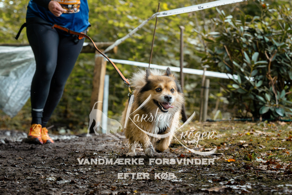 1420DZ6_1666Z6 | kk-dogfotos