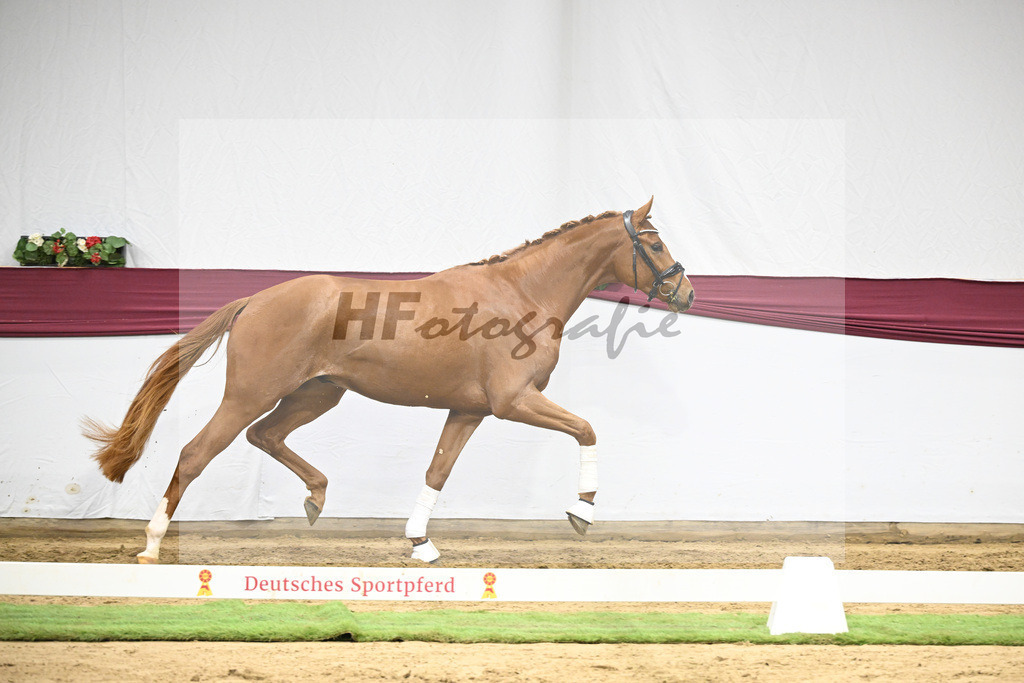 Kat-Nr. 137 Zackerey x Sarkozy_Joachim May_47254636 | hf-fotografie - Realisiert mit Pictrs.com