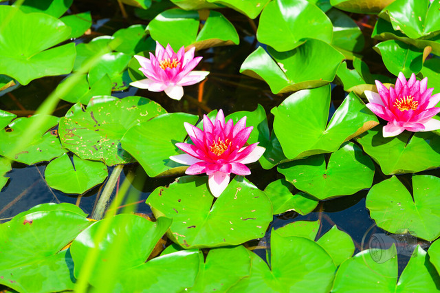 Seerose in der Teichlandschaft im Findlingspark Nochten | Shop für Prints Landschaftsfotografie Sächsische Schweiz Naturfotografie in Thüringen Fotos vom Findlingspark Nochten Kloster Sankt Marienstern Bilder Festung Königstein PanoramaRhododendronpark Kromlau FotogalerSchleswig-Holstein Küstenlandschaften