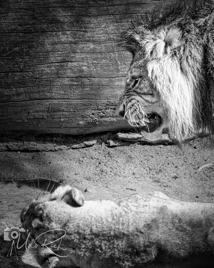 Leo13 | Entdecken Sie Fotografie aus Leidenschaft: Auftragsfotografie, HD-Fotos, Geschenkartikel aus Ihren Bildern und vieles mehr. Beauftragen Sie uns für besondere Momente!