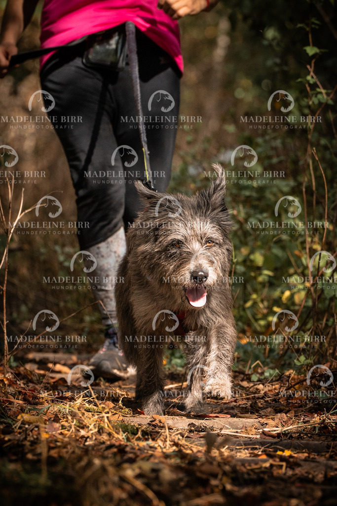 madeleinebirr.fotografie.2026.cc.hunsrueck.12-13Uhr.186 | hundefotografie-birr