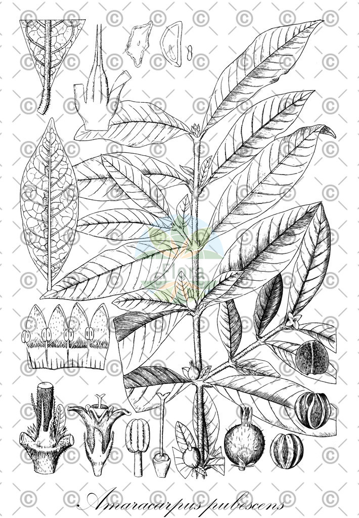 HistAbb_wfo-0000958811_1_ENZY_Simple | Historische Abbildung von Amaracarpus pubescens - Rubiaceae | Historical Illustration of Amaracarpus pubescens - Rubiaceae