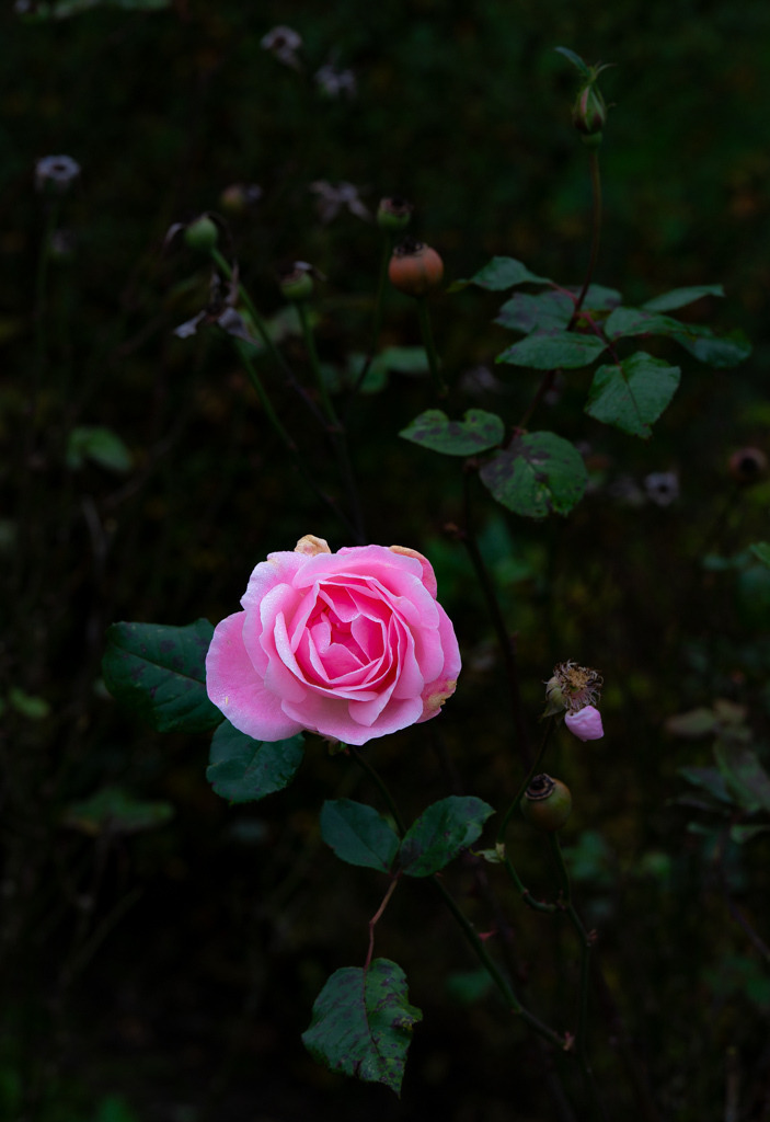 Rosa Rose | Diese Rose entdeckte ich im November während eines Spaziergangs. Ich mag die Details der Rosenblätter und wie sie sich durch ihre Farbe vom Hintergrund abhebt. - Realisiert mit Pictrs.com
