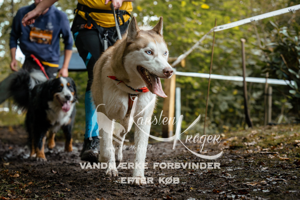 1427DZ6_2300Z6 | kk-dogfotos