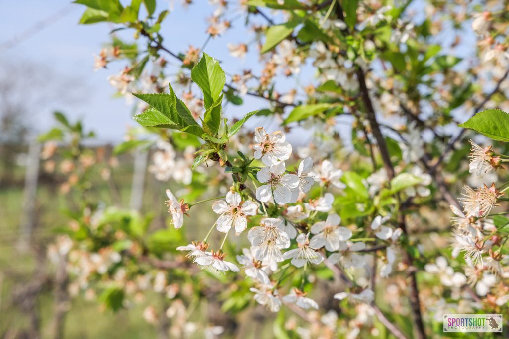 007A8542 | Neusiedlersee Radmarathon #neusiedlerseeradmarathon #neusiedlersee #nrm26 #yourpictrs #sportshot_your_pictrs