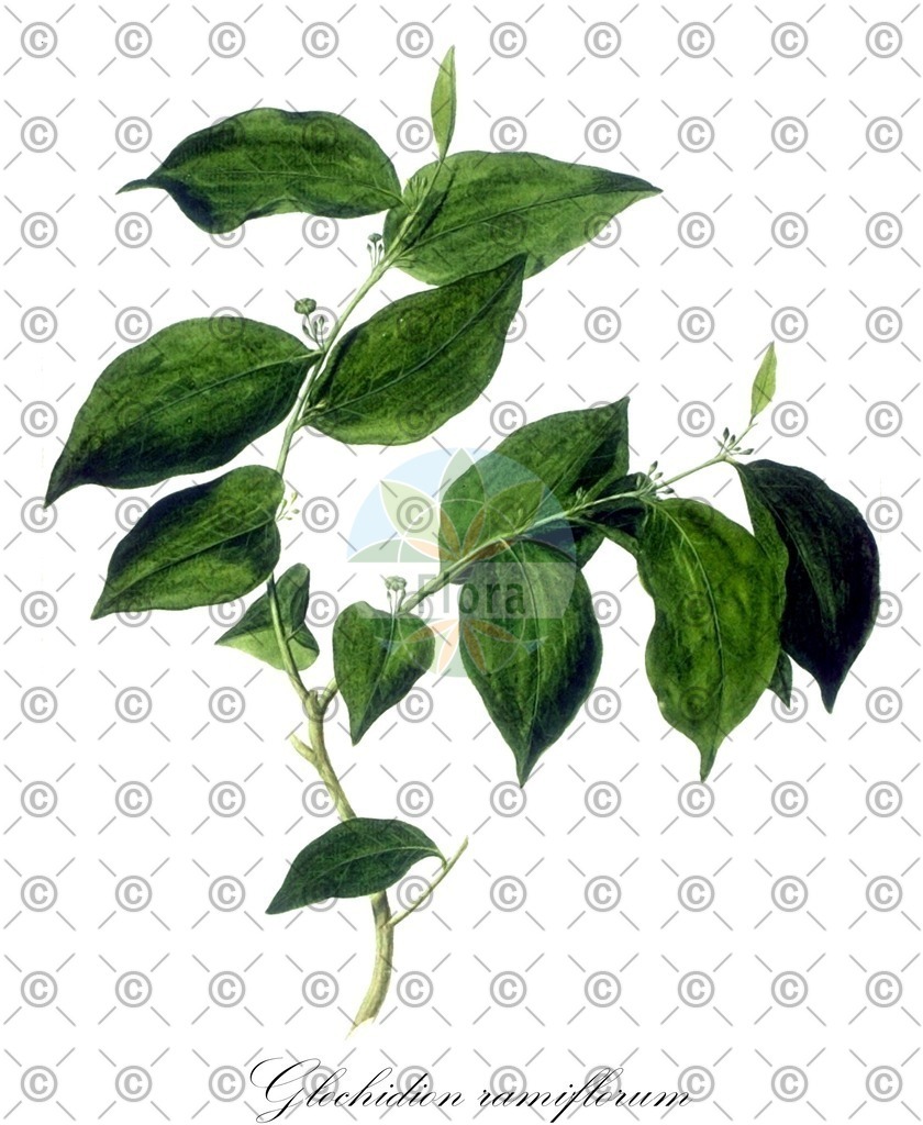 HistAbb_634GV_1_ENZY_Simple | Historische Abbildung von Glochidion ramiflorum - Phyllanthaceae | Historical Illustration of Glochidion ramiflorum - Phyllanthaceae