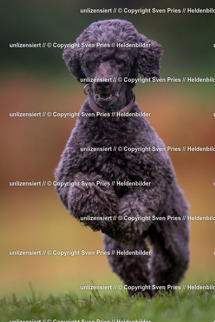 Sven Pries | 2024-04-21 - Hunderennen Baden-Oos
Foto: Sven Pries - Realisiert mit Pictrs.com