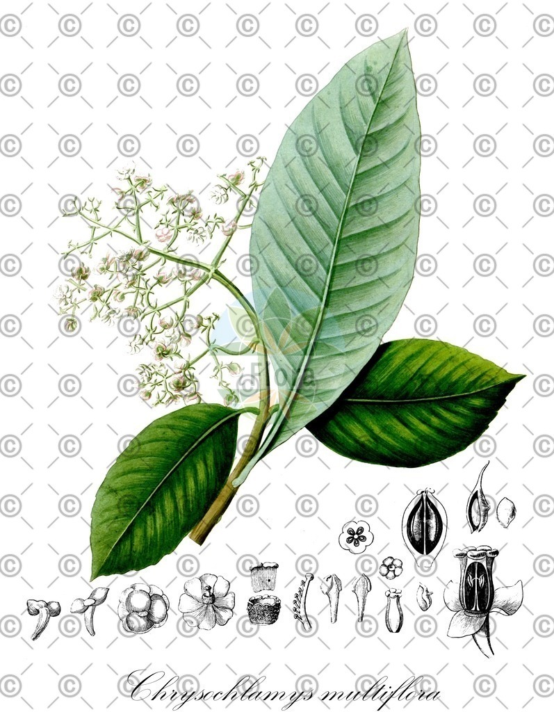 HistAbb_wfo-0001180460_1_ENZY_Simple | Historische Abbildung von Chrysochlamys multiflora - Clusiaceae | Historical Illustration of Chrysochlamys multiflora - Clusiaceae