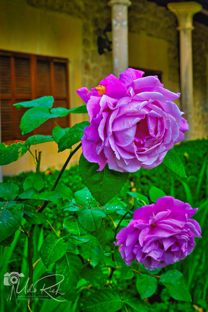 Rose | Entdecken Sie Fotografie aus Leidenschaft: Auftragsfotografie, HD-Fotos, Geschenkartikel aus Ihren Bildern und vieles mehr. Beauftragen Sie uns für besondere Momente!