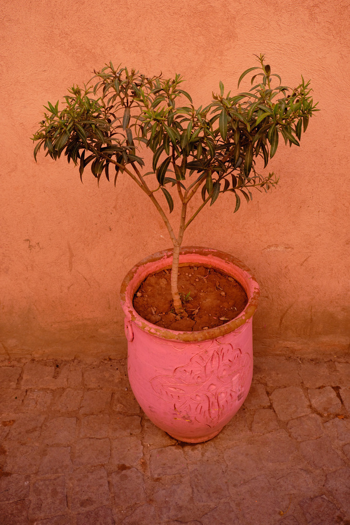 grüne Pflanze in einem pinken Blumentopf | Marrakech. Marokko - November 23, 2024: grüne Pflanze in einem pinken Blumentopf, vor einer orangefarbenen Hauswand. - Realisiert mit Pictrs.com