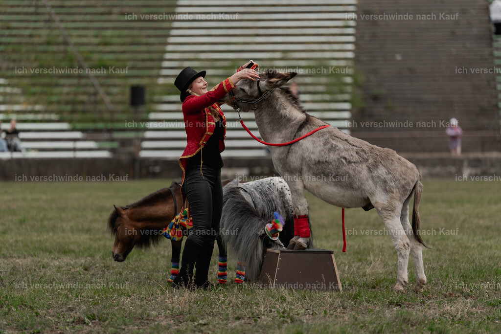 Showprogramm-270 | working equitationturnier fotograf videograf stoibphotography marixx film working equitation deutschland reitsport turnierfotografie eventfotografie equestrian events