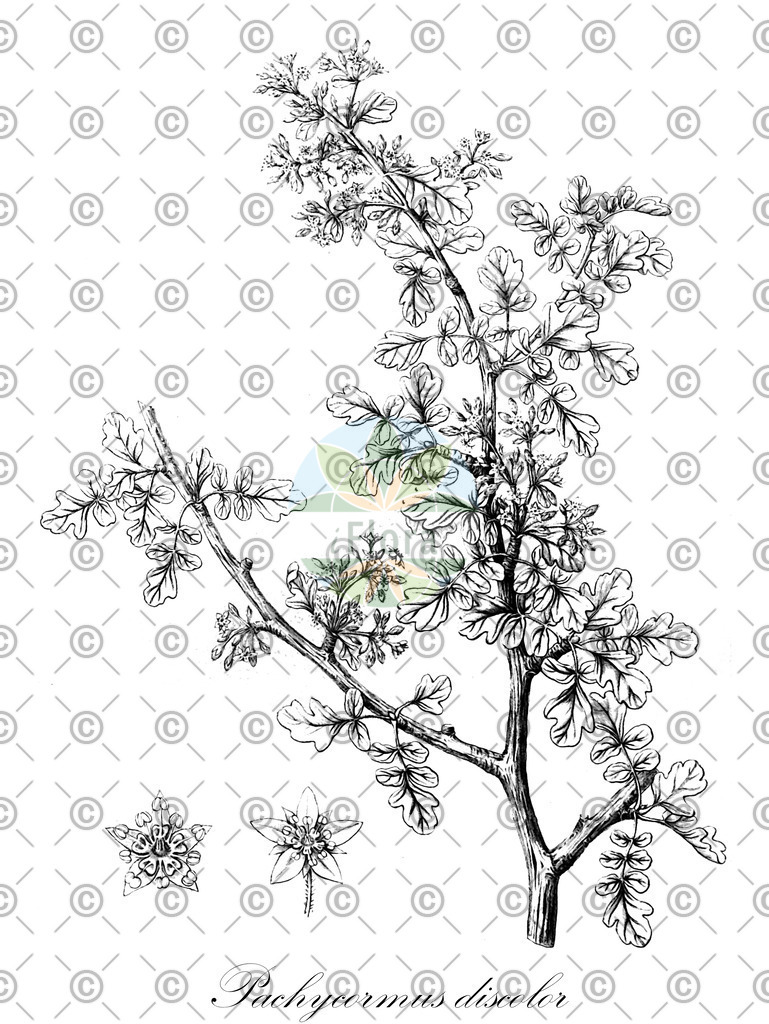 HistAbb_wfo-1200074348_1_ENZY_Simple | Historische Abbildung von Pachycormus discolor - Anacardiaceae | Historical Illustration of Pachycormus discolor - Anacardiaceae