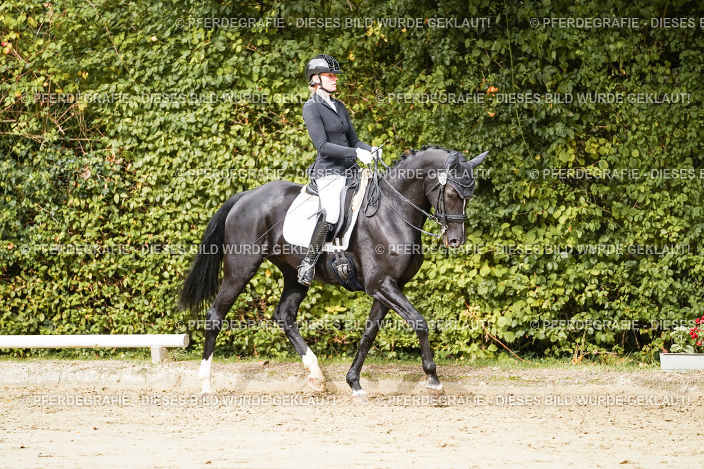 DSC03395 | Pferdegrafie