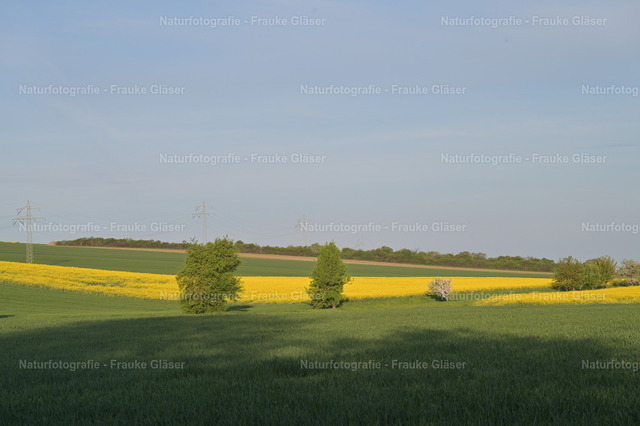 DSC_7725 | Naturfotografie Frauke Gläser - Realisiert mit Pictrs.com