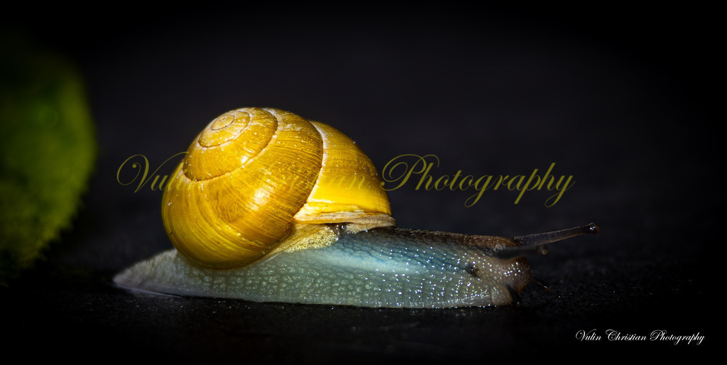 Macro 24 | Christian Vulin  - Realisiert mit Pictrs.com