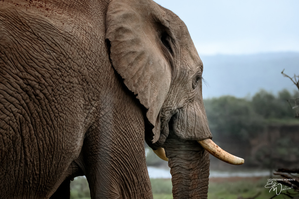 20231010-170948 SOUTHAFRIKA_-1 | Herzlich willkommen auf meiner Seite! Ich bin Elke Wallnisch, Deine Fotografin für lichtstarke Momente. Der Name steht für alles, was mich mit der Fotografie verbindet: Das Licht und seine machtvolle Wirkung auf eine Situation oder unsere Stimmung - Realisiert mit Pictrs.com