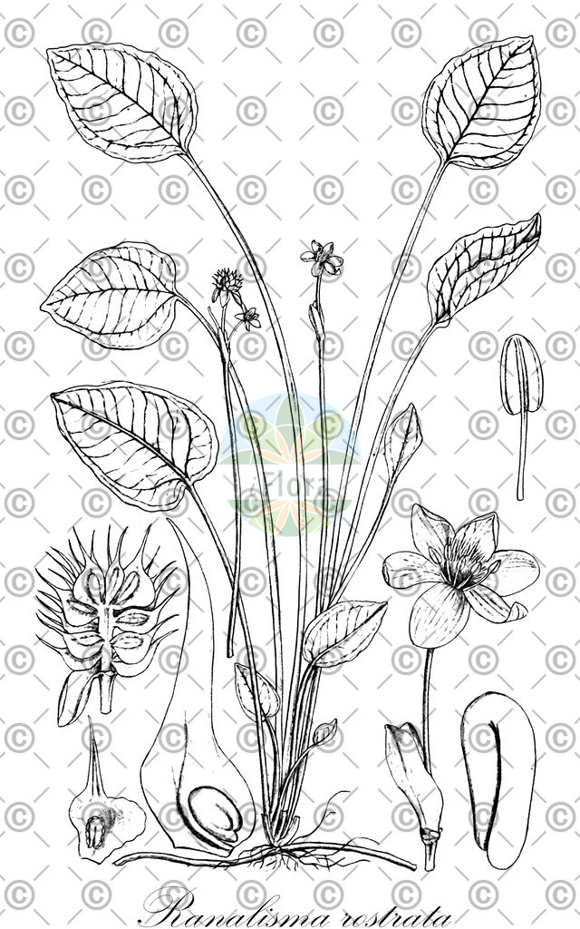 HistAbb_wfo-0000733899_1_ENZY_Simple | Historische Abbildung von Ranalisma rostrata - Alismataceae | Historical Illustration of Ranalisma rostrata - Alismataceae