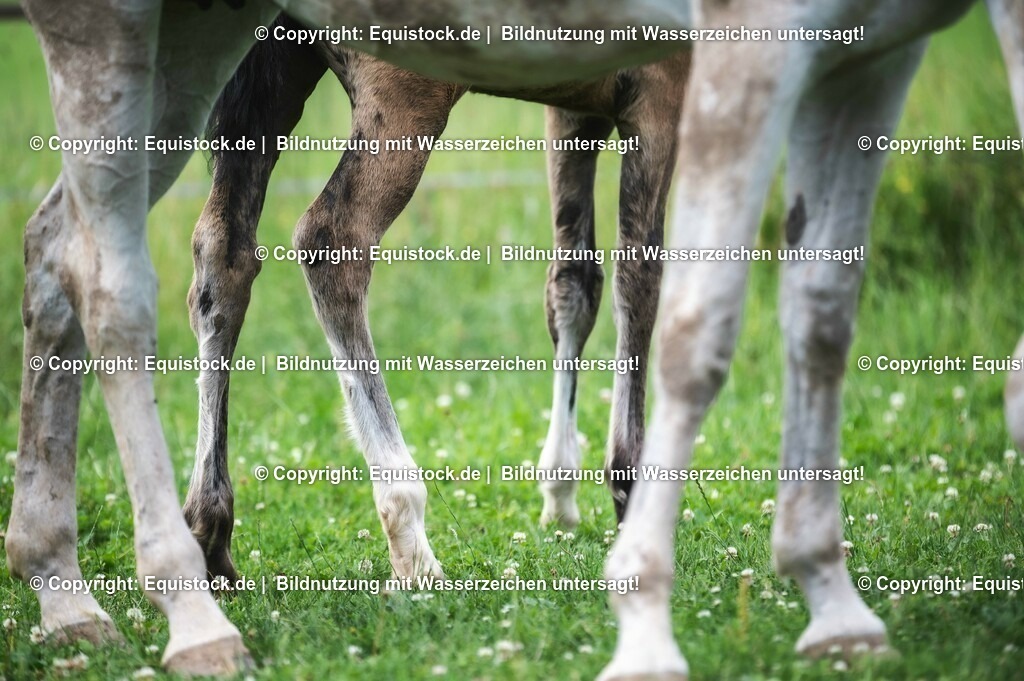 20210623_Fohlen_0503 | Foto: Thomas Hartig