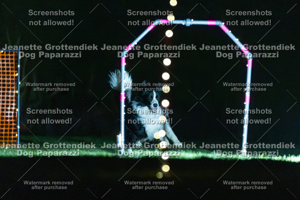 Dog Paparazzi - Hoopers  2025-5 | Dog Paparazzi Jeanette Grottendiek Fotografie & Videografie