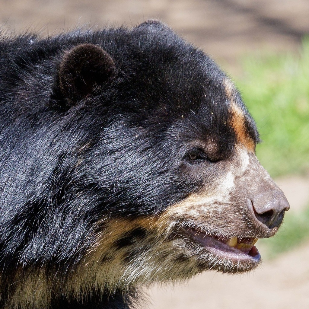 2026414-124407Zoo_Frankfurt100L0775_finish | Fotografie mit Perspektive: Luftfahrt, Menschen & Natur. Hochwertige Fine-Art-Fotografie, visuelles Storytelling und emotionale Bildwelten entdecken & kaufen.Fine Art Fotografie, visuelles Storytelling, Luftfahrtfotografie, emotionale Fotokunst - Realisiert mit Pictrs.com