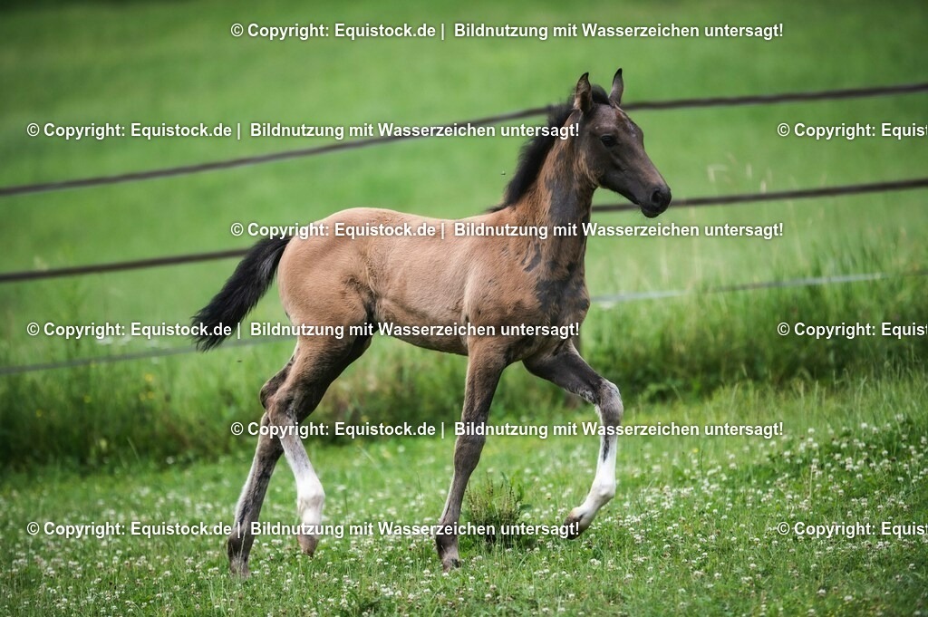 20210623_Fohlen_0435 | Foto: Thomas Hartig