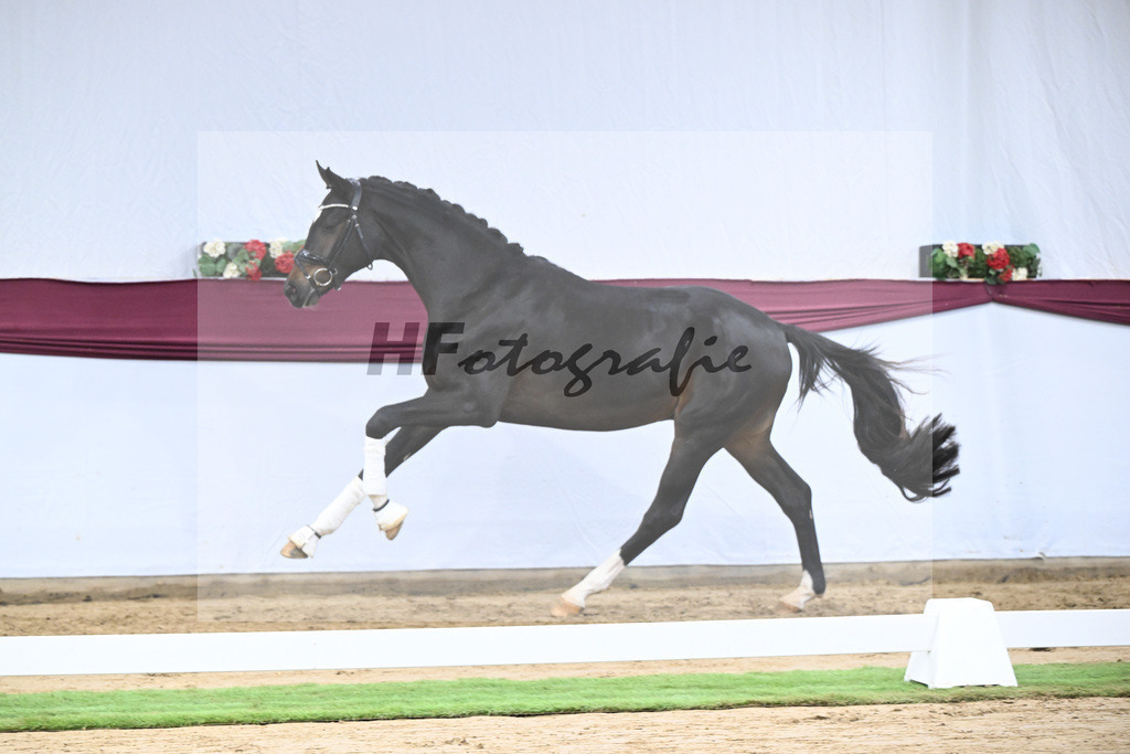 Kat-Nr. 105 Floricello x Sir Donnerhall_Frieder Heilemann_47253543 | hf-fotografie - Realisiert mit Pictrs.com