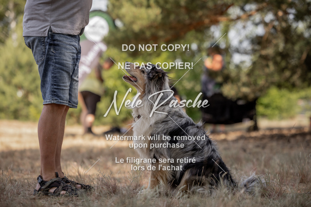nelerasche_soDD2_74 | nelerasche