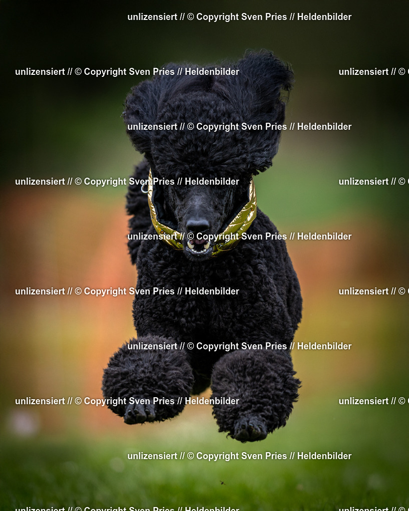 Sven Pries | 2025-04-13 - Hunderennen Baden-Baden - Realisiert mit Pictrs.com