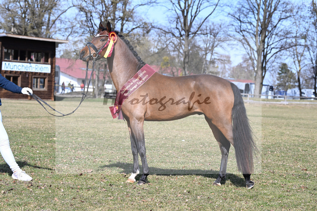 Kat-Nr. 6 Zamperl v. Zeus_Dobner_9260354 | hf-fotografie - Realisiert mit Pictrs.com