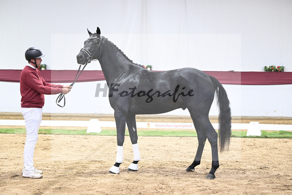 Kat-Nr. 38 Vivanero x Bretton Woods_Hanna Stengele_47251315 | hf-fotografie - Realisiert mit Pictrs.com