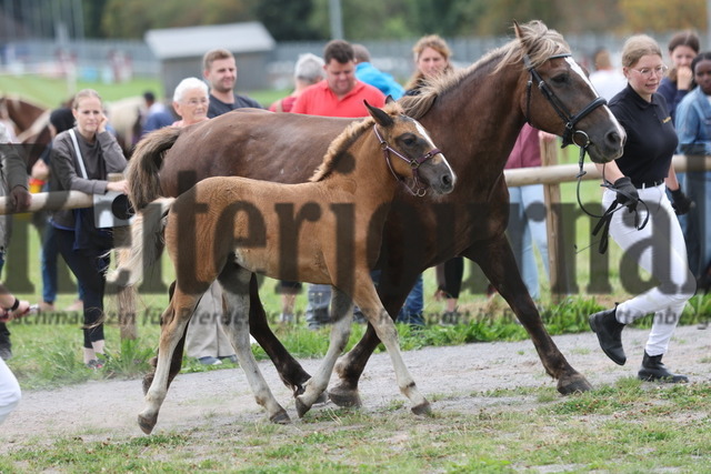Fohlenprämierung_Sankt-Märgen_2024_KN_29_Flora (18) | Alle Fotos der Reiterjournal Fotografin Doris Matthaes im Reiterjournal Online-Fotoshop. - Realisiert mit Pictrs.com