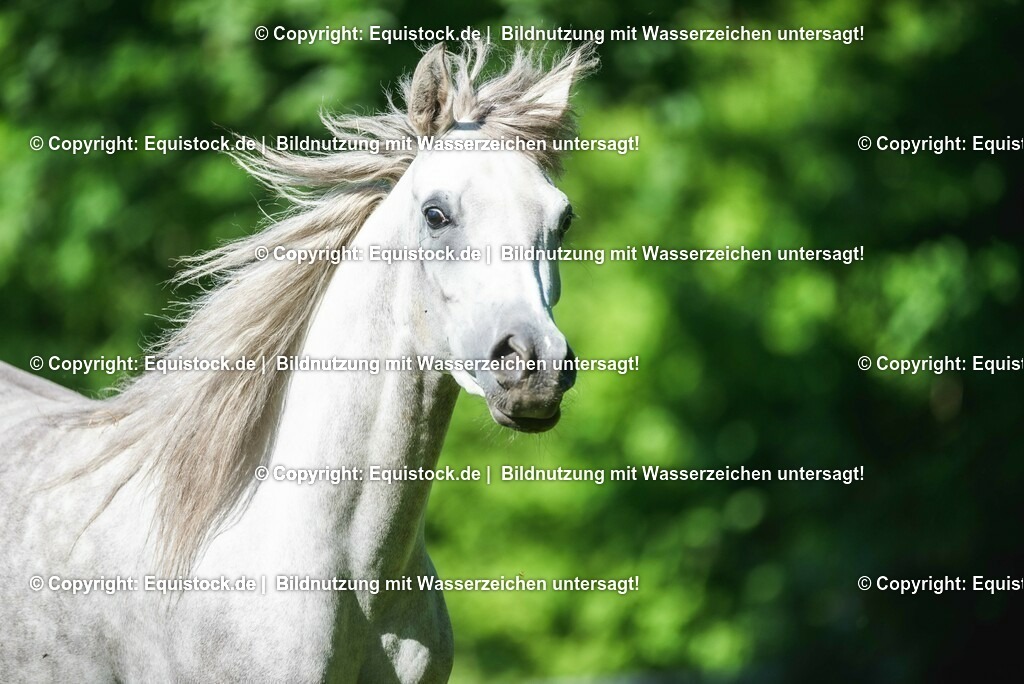 20210617_Araber_Marbach_Koppel_0036 | Foto: Thomas Hartig