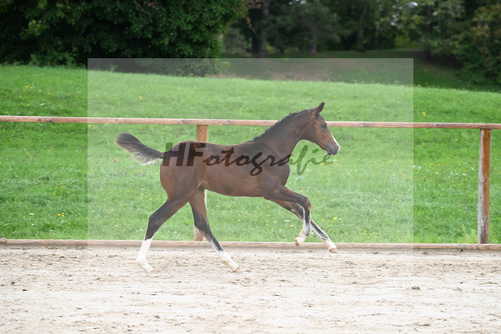 Kat-Nr. 9 SF Diamond First_Sax_25230175 | hf-fotografie - Realisiert mit Pictrs.com