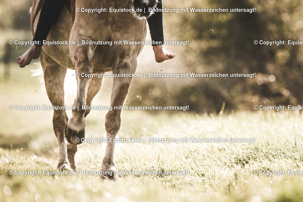 TS_20170418_Galoppierende_Pferdebeine_0001 | Foto: Thomas Hartig