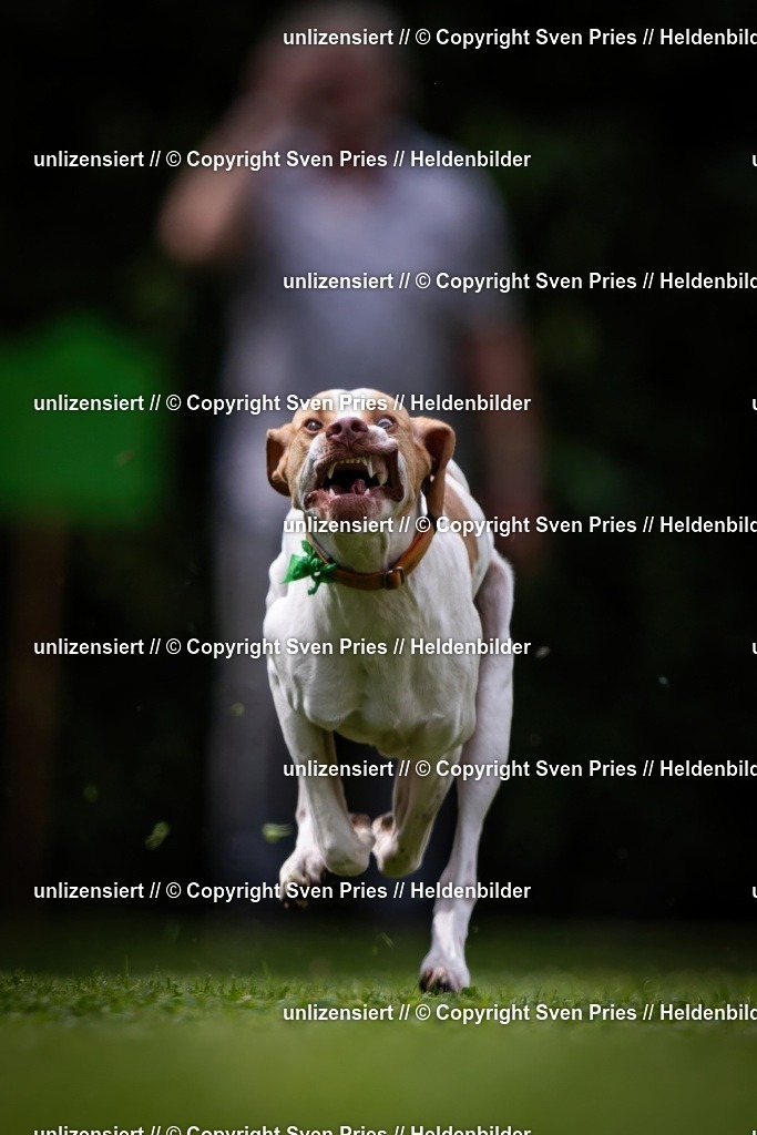 Sven Pries | 19. Allgemeines Hunderennen Karlsruhe Durlach - Realisiert mit Pictrs.com