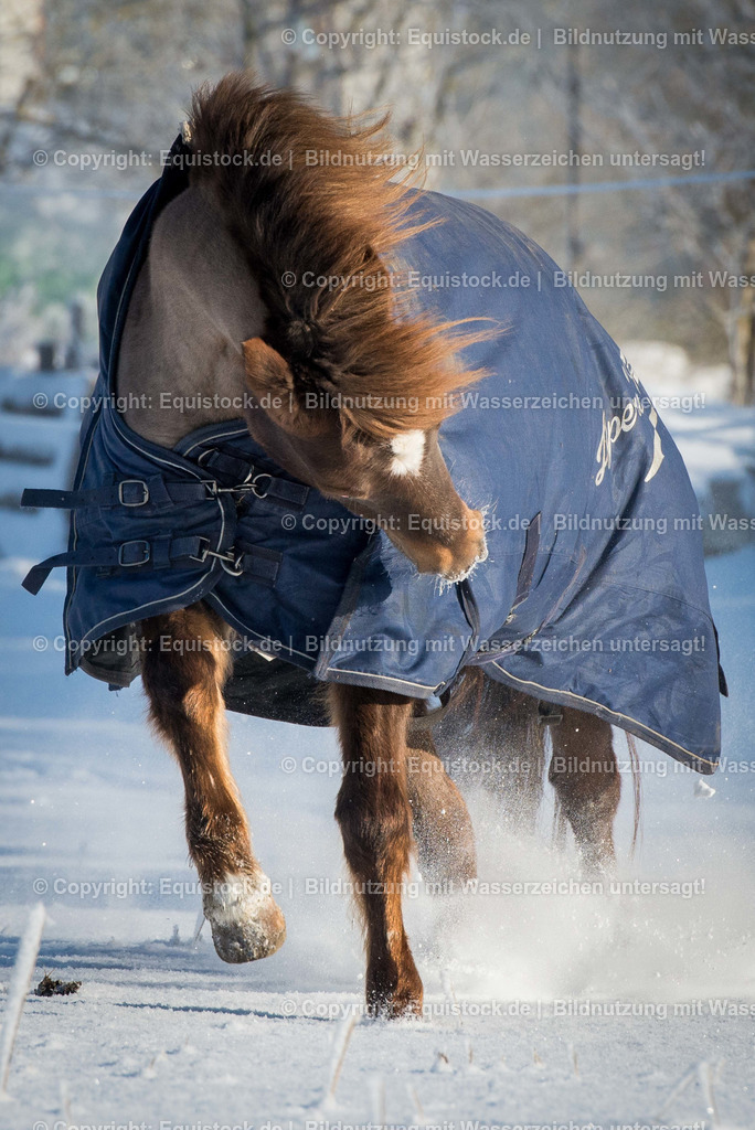 20160118_Galoppierendes_Pferd_im_Schnee_0003 | equistock