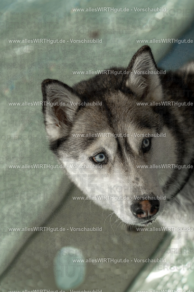 Hundeschwimmen_Volksbad_2026-allesWIRTHgut_Tierfotografie-2609061357-7R500987 | Professionelle Tierfotografie in Mönchengladbach von Daniel Wirth (allesWIRTHgut). Liebevolle & natürliche Bilder von Hunden & Katzen für unvergessliche Erinnerungen.