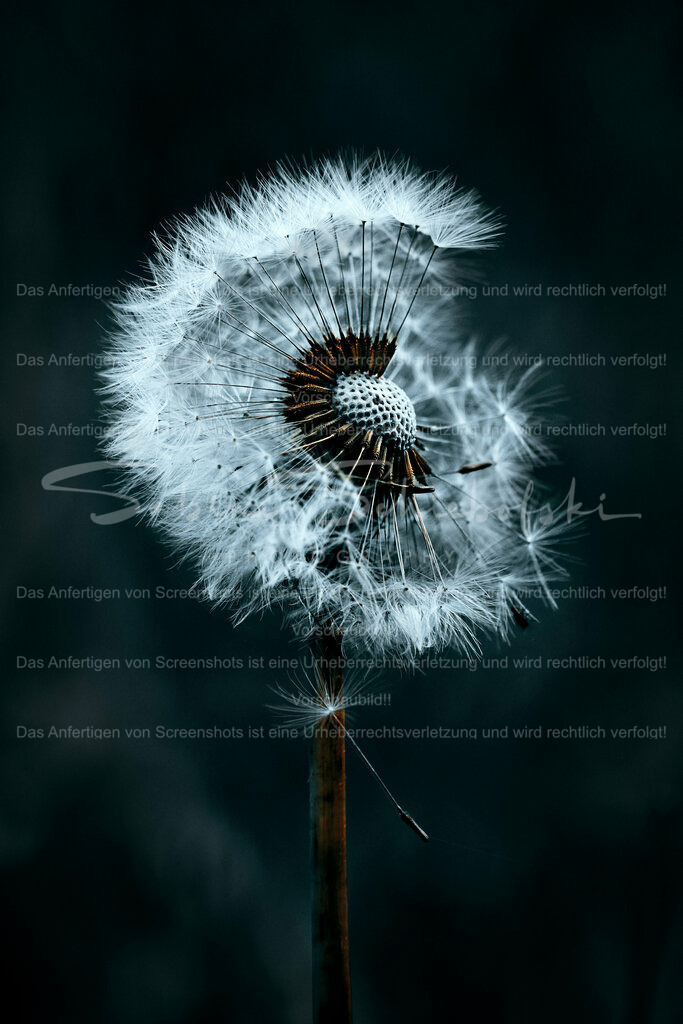 Wandbild Pusteblume "Punk" | People- und Tierfotografie, Imageaufnahmen, Veranstaltungsfotografie und Wandbilder aus der Natur ★ Made in Germany ✔️ Druck + Downloads ✔️ Naturfotografie in Top Qualität ★ schneller Versand, weltweite Lieferung! - Realisiert mit Pictrs.com