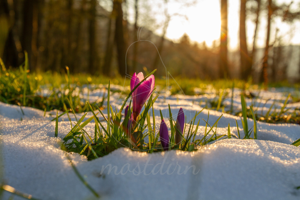 Krokus | Ihre Fotografin im Lungau, ihre Fotografin im Mostviertel, Wandbilder Onlineshop, Imagefotos für Ihr Unternehmen,  - Realisiert mit Pictrs.com
